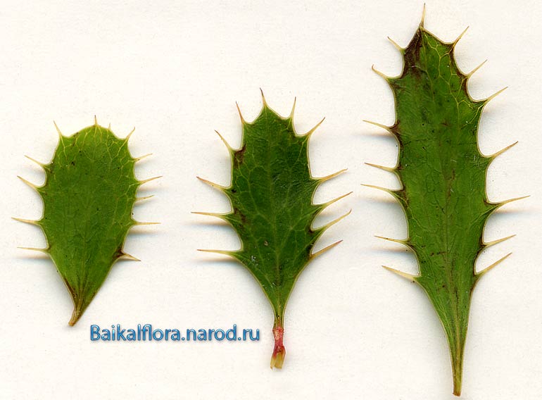Листья Барбариса сибирского