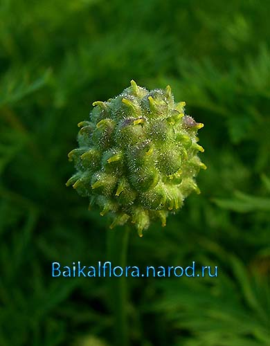 Плодовая головка Adonis sibirica