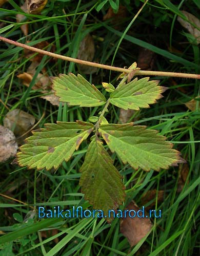 Agrimonia pilosa /
стеблевой лист