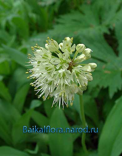 Allium microdictyon,
соцветие