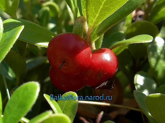 Arctostaphylos uva-ursi,
плоды