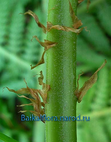 Athyrium filix-femina,
черешок листа с чешуями