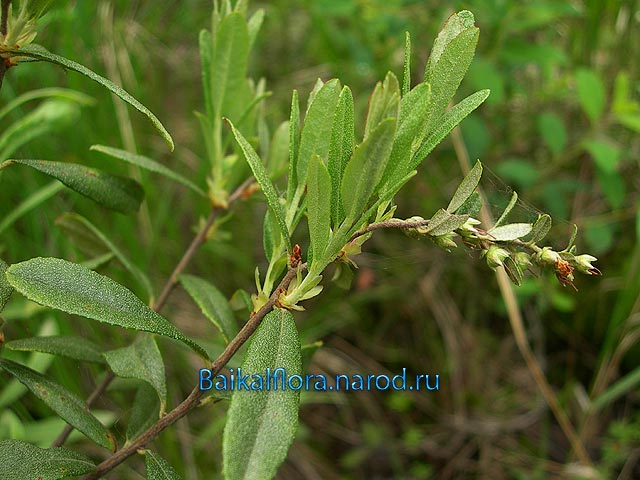 Chamaedaphne calyculata,
ветвь с незрелыми коробочками