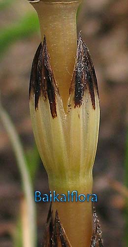 Equisetum arvense,
стеблевое влагалище