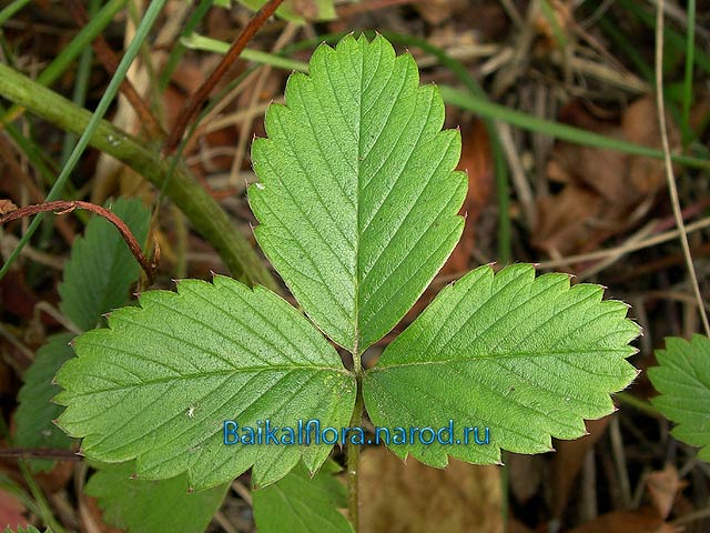 Fragaria viridis /
прикорневой лист
