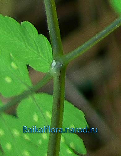 Gymnocarpium dryopteris,
голый черешок листа