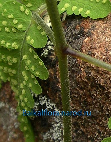 Gymnocarpium jessoense,
железистое опушение черешка листа