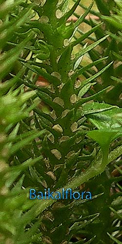 Баранец обыкновенный,
спорангии в пазухах листьев