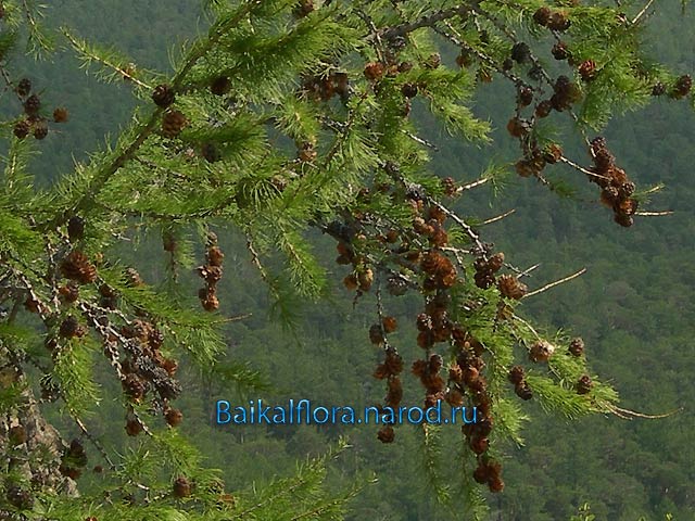 Larix sibirica,
ветвь с шишками разного возраста