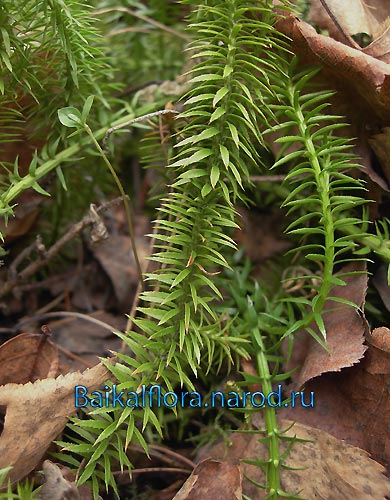 Lycopodium annotinum,
фрагмент стебля