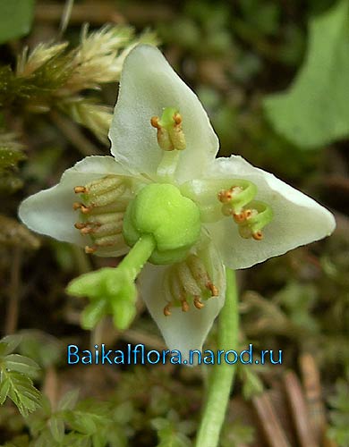 Moneses uniflora, 
цветок снизу