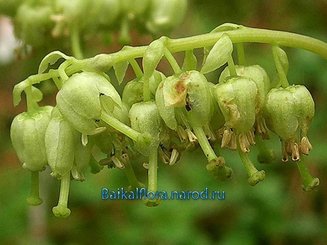 Orthilia secunda (боровая матка),
цветки на разных стадиях цветения