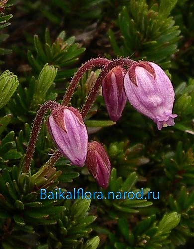 Phyllodoce caerulea,
цветки