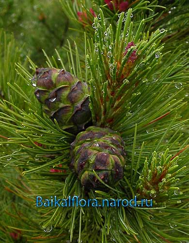 Pinus pumila,
2-летние шишки