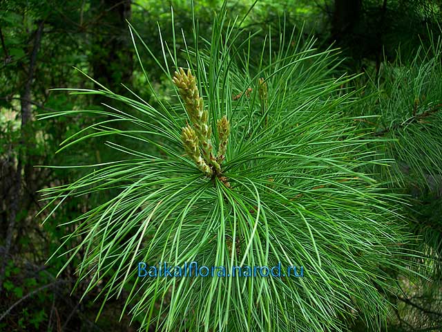 Pinus sibirica,
ветвь с молодыми побегами