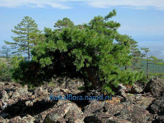 Pinus sibirica,
дерево с отломанной вершиной