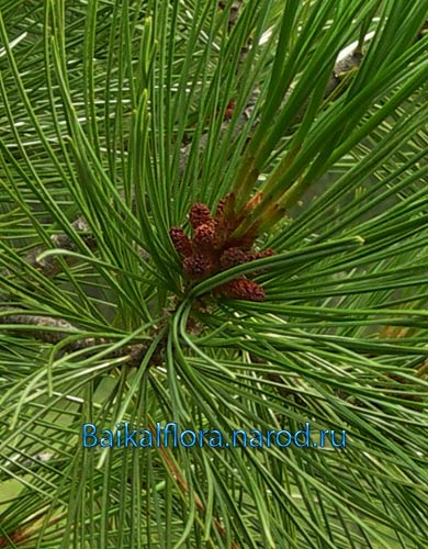 Pinus sibirica,
собрание микростробилов