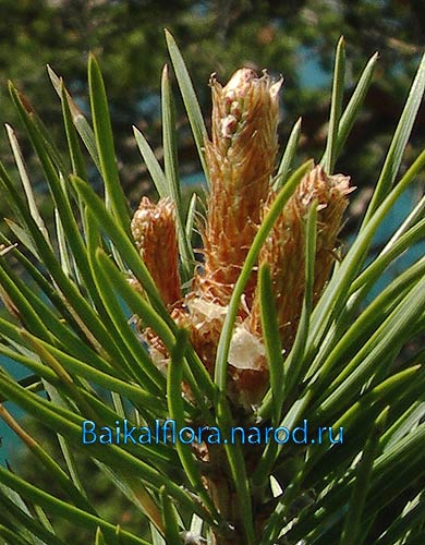 Pinus sylvestris,
начало развития годичных побегов