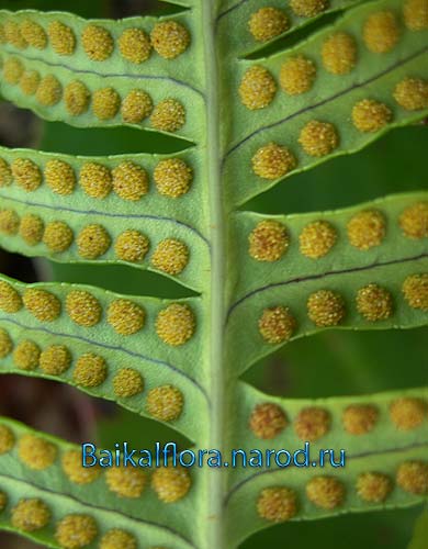 Polypodium sibiricum,
нижняя сторона листа с сорусами