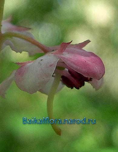 Грушанка копытолистная,
цветок сбоку