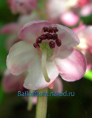 Pyrola asarifolia,
цветок снизу