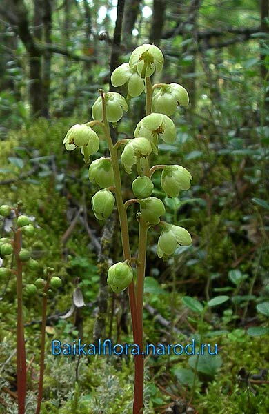 Pyrola chlorantha,
соцветие