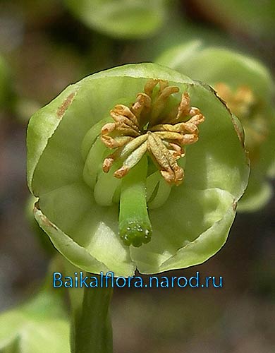Pyrola chlorantha,
цветок