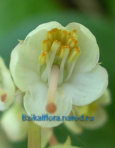 Pyrola rotundifolia,
цветок снизу