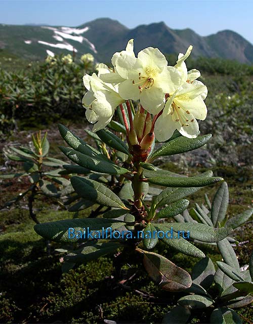 Rhododendron aureum
