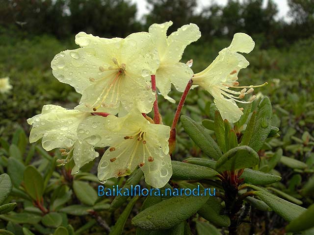 Rhododendron aureum
