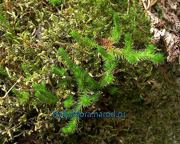 Selaginella rupestris,
ветвистые вегетативные побеги