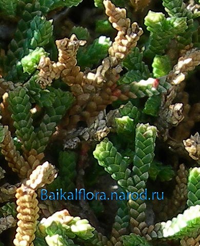 Selaginella sanguinolenta,
летние вегетативные побеги