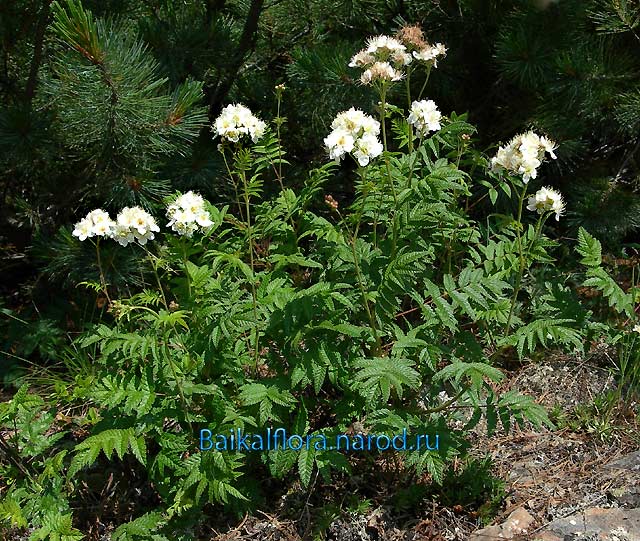 Sorbaria grandiflora