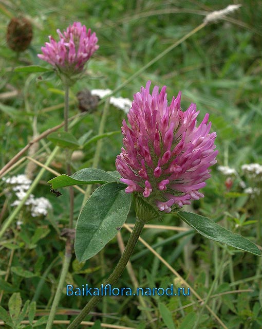 Trifolium pratense - Клевер луговой