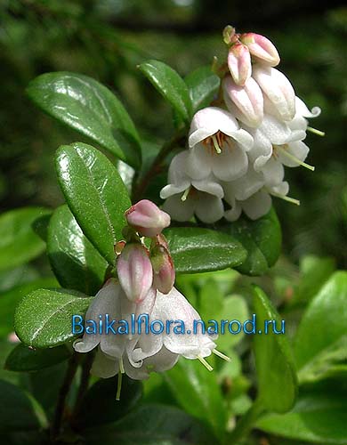 Vaccinium vitis-idaea,
цветки