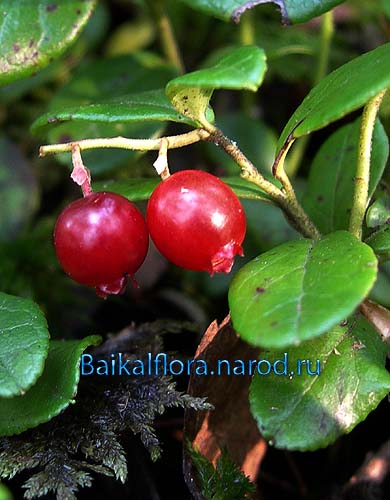 Vaccinium vitis-idaea,
плоды