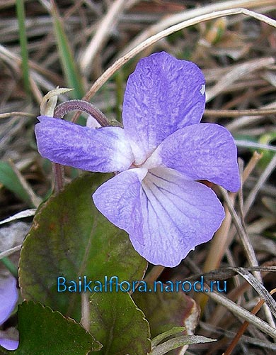 Viola arenaria