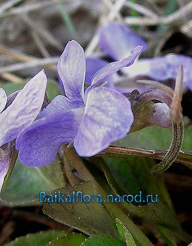 Viola arenaria