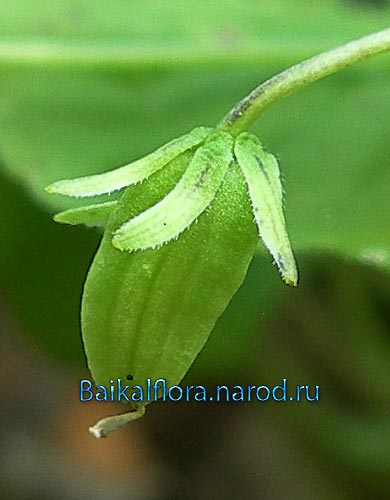 Viola biflora,
коробочка