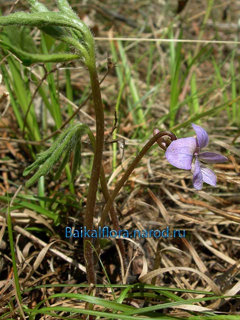 Viola dactyloides