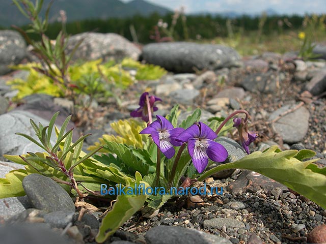 Viola incisa, цветущее растение