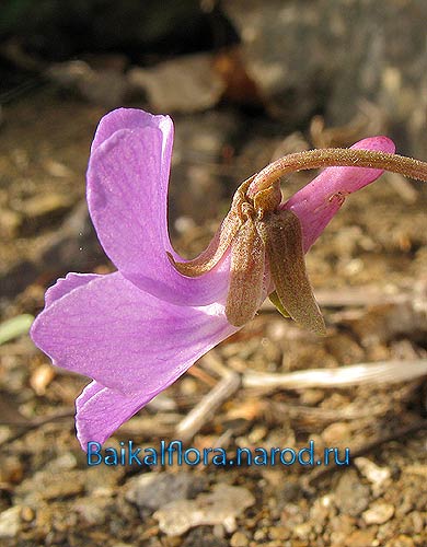 Viola ircutiana