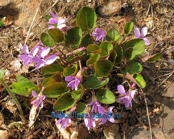 Viola ircutiana