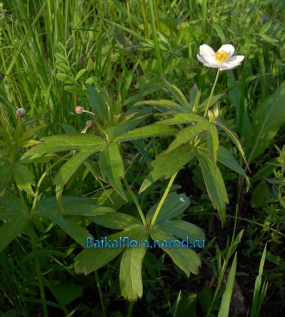 Anemone dichotoma